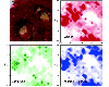 Optical image of a strawberry skin (top left) compared to AP IR-MALDI images for three major components, sucrose (top right), glucose/fructose (bottom right), and citric acid (bottom left) around embedded seeds