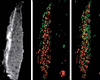 MALDI-MS images showing the distribution of AQ4N, AQ4 and ATP in tumour tissue