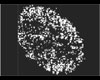 Distribution of the fragment ion at m/z 278.1 of erlotinib in rat spleen