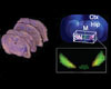 3D volume reconstructions of one peptide and one protein