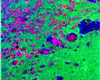 Positive TOF-SIMS image from rat cerebellum