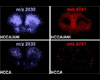 MALDI-IMS using MALDI TOF-TOF in reflector mode at 50-Hz repetition rate with ionic matrixes CHCA/ANI and CHCA in positive mode (rat brain)