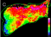 Scores of principal component in heatmap representation.