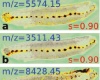 CNS signals in leech