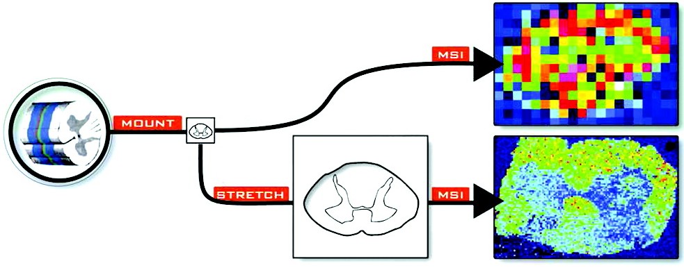 Stretched Tissue Mounting for MALDI Mass Spectrometry Imaging