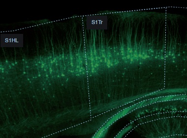 Fluorescence microscopy images of a sagittal brain section