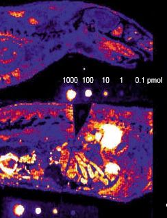 MS image of a rat section