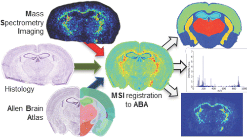 AllenBrainAtlas