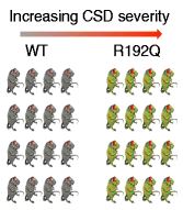 graphical abstract