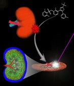 Graphical abstract