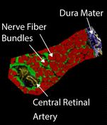 Graphical abstract